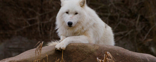 animaux fascinants