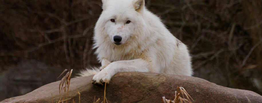 animaux fascinants