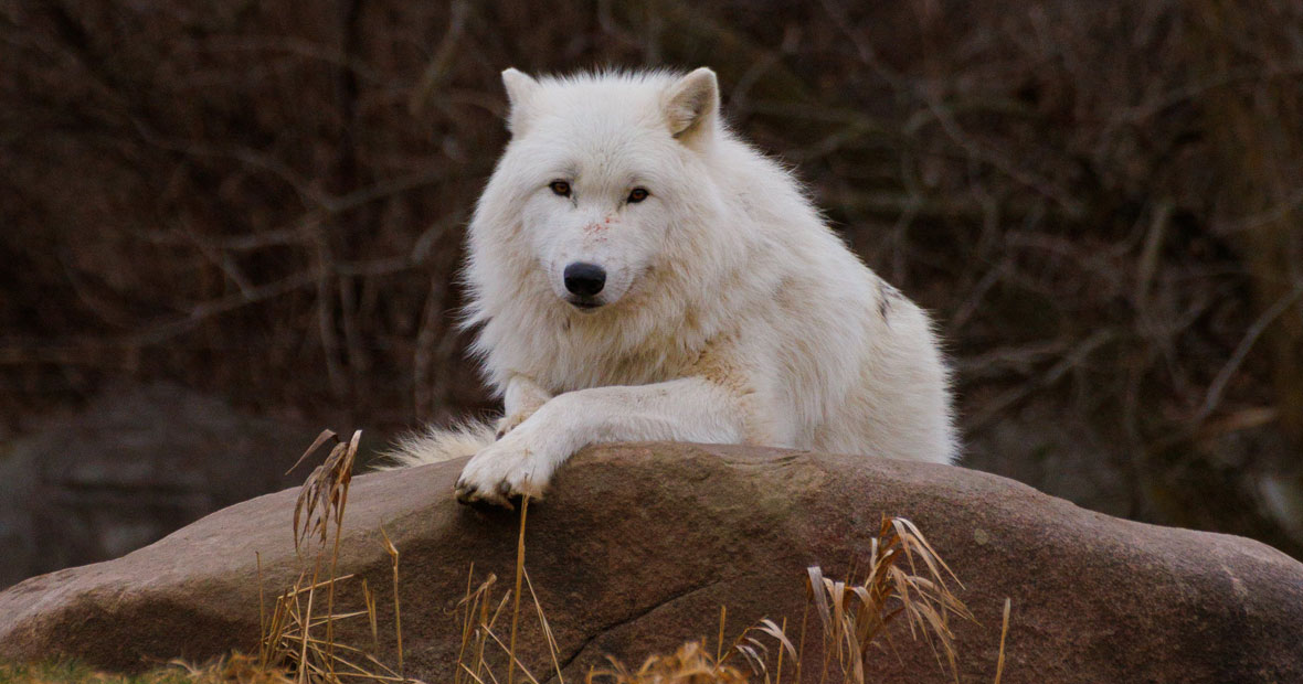 animaux fascinants