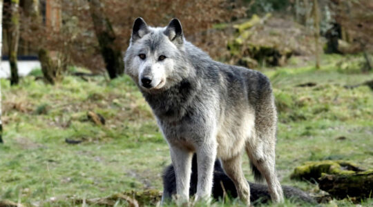 tanière du loup