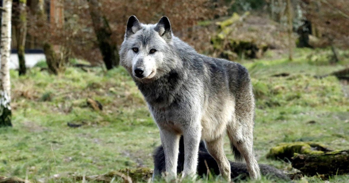 tanière du loup